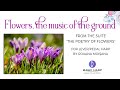 Flowers, the music of the ground by Roxana Moișanu | Bright Happy Music on Celtic Harp