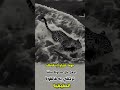 مهما حاولوا إسقاطك اجعل كل محاولة سل م ا ترتقي به القوة اكسبلور لايك ترند