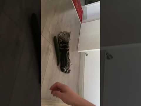 Кошатники, объясните, почему кошки боятся огурцов
