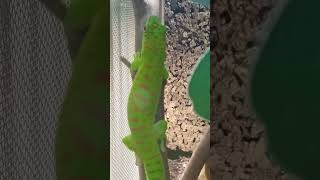 Visita A Los Amigos De , Una Tienda Especializada Y 100% Recomendable. Parte 2