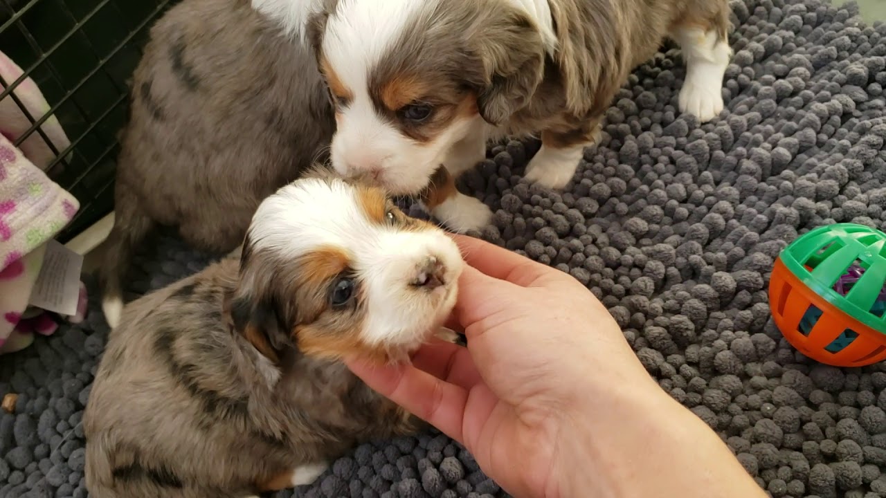 aussalier puppies