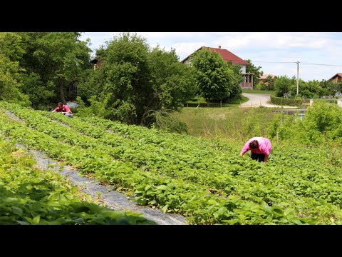 Video: Što je primjer standardiziranog proizvoda?