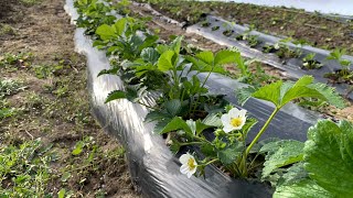 Огляд 1річної Полуниці. Починається масове цвітіння