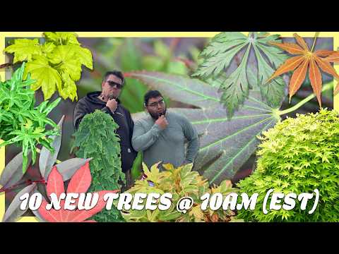10 Rare & Classic Japanese Maples You NEED! MrMaple.com 10@10 Drop