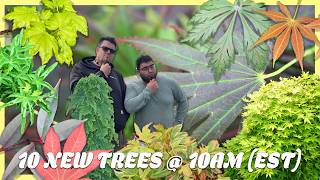 10 Rare & Classic Japanese Maples You NEED! MrMaple.com 10@10 Drop!