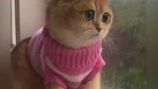 Big Eye Cat Staring At The Rain When a sad song comes on | 9GAG it