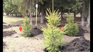 В Альметьевске новобрачные посадили свои деревья
