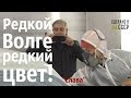 Редкой ВОЛГЕ - редкий ЦВЕТ!  Красим и на СБОРКУ! "Слава" газ 2410 052