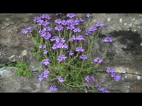 Video: What Is Fairy Foxglove - How To Grow Fairy Foxglove Plants