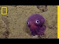 Adorable Googly-Eyed Sea Creature Puzzles Scientists | National Geographic