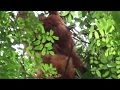 Rockabye baby in the treetop... Mother and infant orangutan clambering high in the canopy, Sumatra.