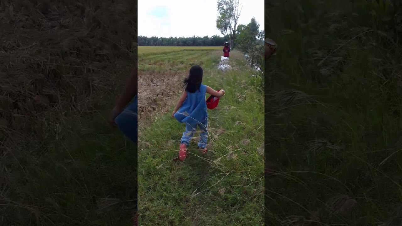 Panen padi di sawah 