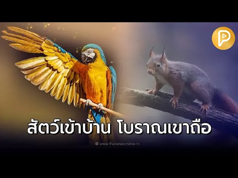 15 ลางบอกเหตุ สัตว์เข้าบ้าน โบราณถือสัญญาณเตือนและลางร้าย | ปาฏิหาริย์