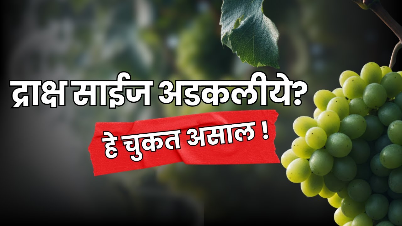 थंडीच्या काळात द्राक्ष साईज वाढवण्याचे 9अचूक उपाय |Grape Berry Size Increase in Winter| द्राक्ष शेती