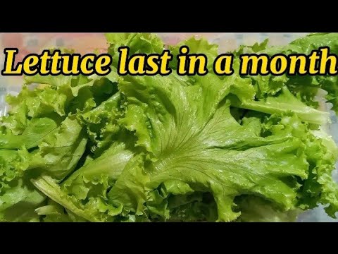 Video: Mga Tip Para sa Paglilinis at Pag-iimbak ng Lettuce