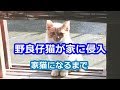 野良仔猫が家に侵入。家猫になるまでの1年　～A Stray Cat Finds Himself A Home～