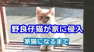 野良仔猫が家に侵入 家猫になるまでの1年 A Stray Cat Finds Himself A Home Youtube