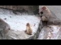 サル山:おかあさんと長男の微妙な距離(ニホンザル)@上野動物園 - DSCN4854