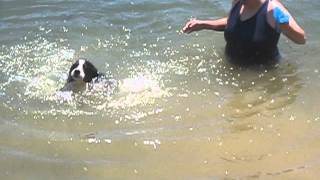 Loki Attempts to Walk on Water2.AVI