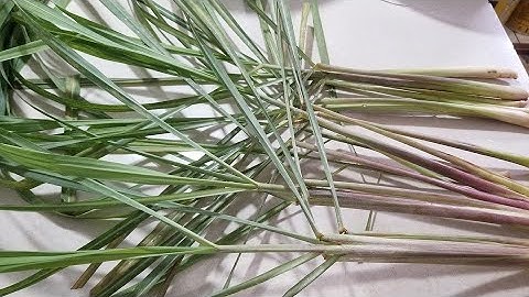 CHỈ CẦN 1 NẮM LÁ SẢ GỘI ĐẦU CHỐNG RỤNG TÓC,XƠ TÁC, ĐỨT GÃY SẠCH GÀU TÓC MỌC ĐEN TRỞ LẠI.