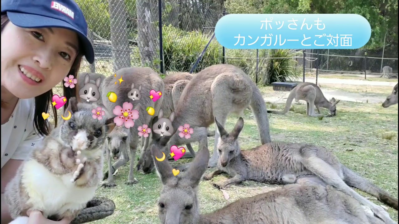 カンガルーがいっぱい！/ Play with many kangaroos
