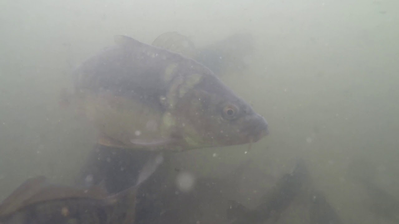 Carp and Tench Feeding - Underwater Test Footage 