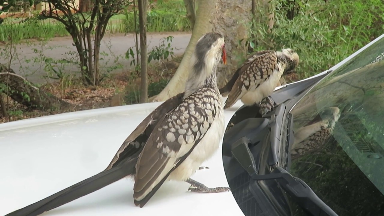 Hornbill Attack, Kruger NP, South Africa