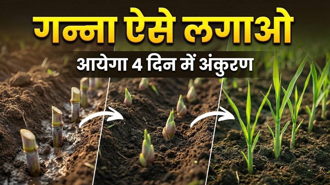 गन्ना ऐसे लगाओ ✔ 4 दिन में अंकुरण | एकरी 90 टन पैदावार का राज़