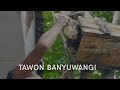 Makan Tawon di Banyuwangi - Kuliner Ekstrim