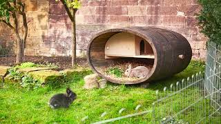 Build your own DIY rabbit hutch: Upcycling from a reclaimed wooden barrel
