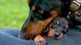 Mother Dogs and Cats Protecting Their Babies Compilation 2018