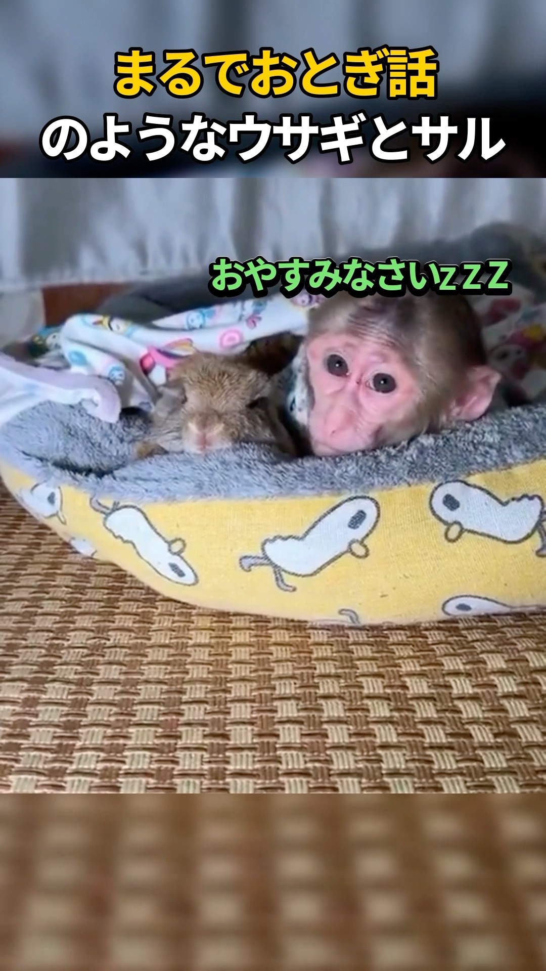 A rabbit and monkey like something out of a fairy tale #rabbit