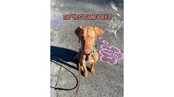 “YES” Game: Day 3! How to load your dog’s reward marker/word using the most simple game ever