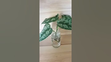 Scindapsus Propagation Repotting