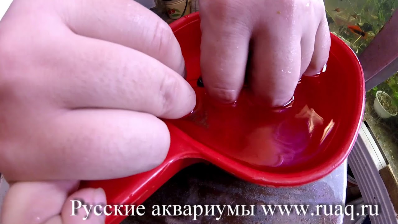 Как трясти малавийских цихлид