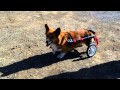 犬の車椅子　コーギー　ティムちゃん2　adoworks.com