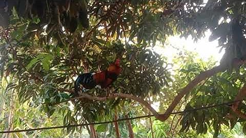 qaib dib qua zoo tiag tiag nawb cov phooj ywg 2023