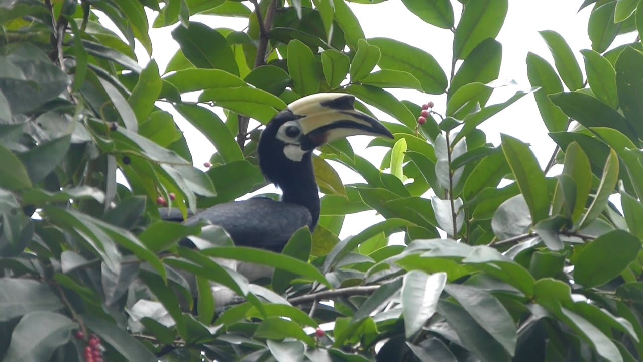 Oriental Pied Hornbill feeding @ Bidadari Garden 
