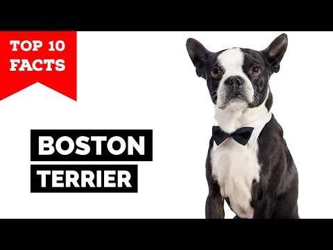 Wideo: Boston Terrier Puppies: Śliczne Zdjęcia I Fakty