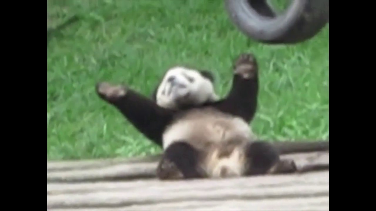 Панда танцует видео