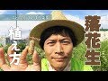 【自然農】落花生(ピーナッツ)の植え方(2019/05/15)