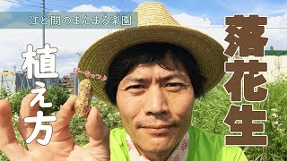 【自然農】落花生(ピーナッツ)の植え方(2019/05/15)