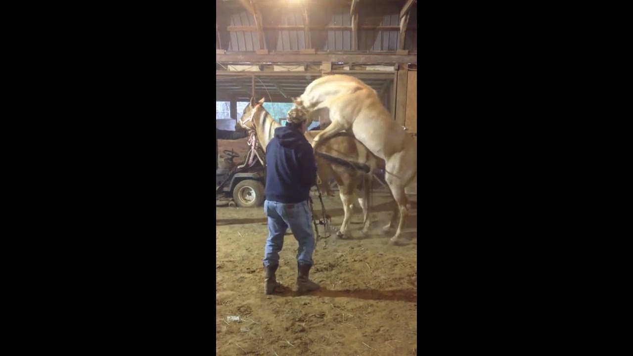 Palomino horse breeding YouTube