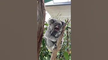 Коала с детенышем