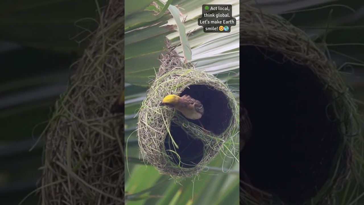 Nature's Ingenious Architects🌿🏗️ 🏡🕊️ 
