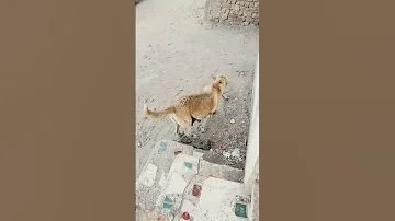 ده كريم الحلواني عمرو الجبلاوي 