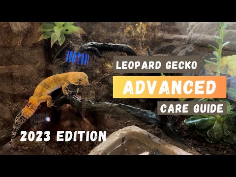 Vídeo: Geckos 101: Basic Gecko Leopard Care (Habitação, Dieta, História Natural)