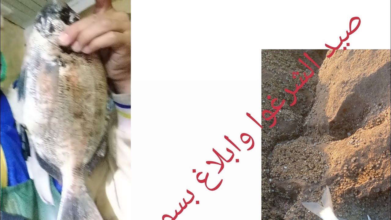 ليلة صيد الشرغوا وابلاغ مع الرايس الحسين