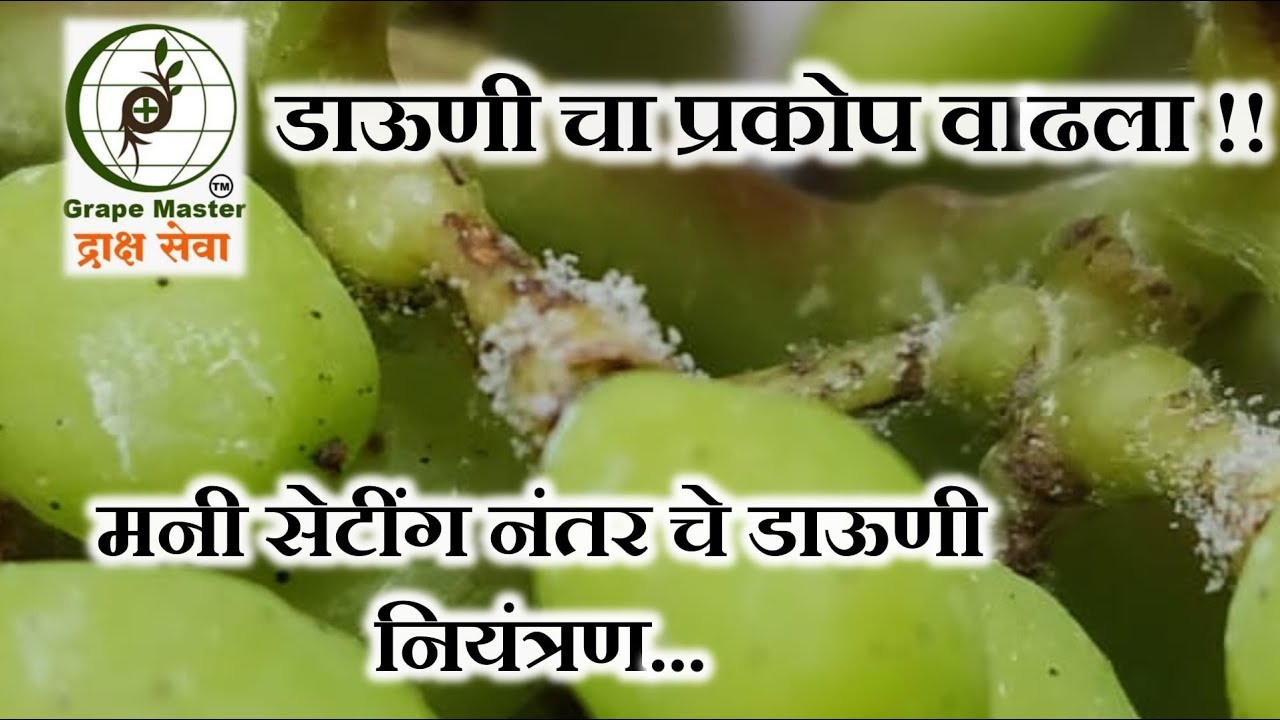 Grape Master - डाउनी चा प्रकोप वाढला !! सेटिंग नंतर चे डाउनी नियंत्रण...