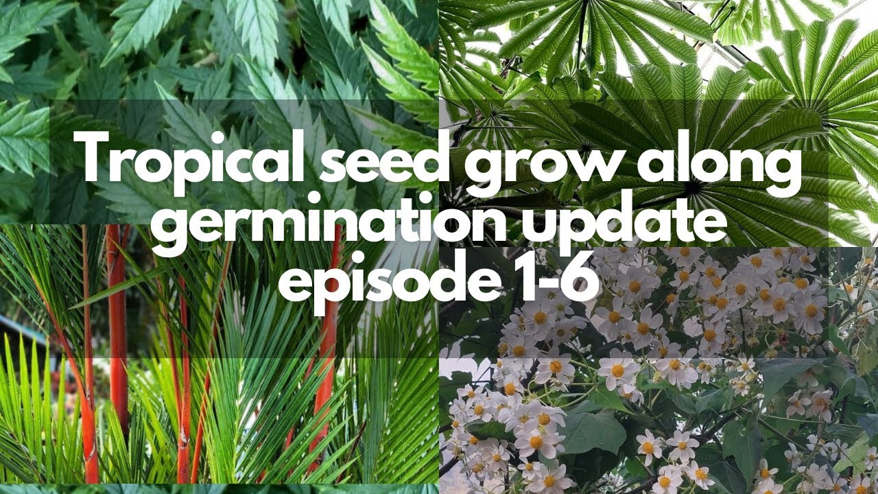 Germination update Episode 1-6 Growing Tropical Plants From Seed